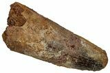 Fossil Spinosaurus Tooth - Feeding Worn Tip #332781-1